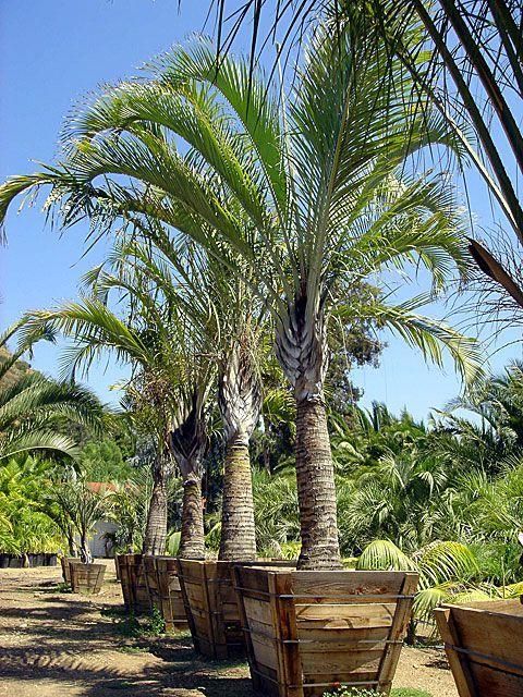Palm Tree in Triangle Logo - triangle palm. Yard. Palm, Palm trees, Plants