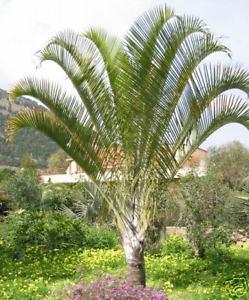 Palm Tree in Triangle Logo - Triangle PALM Tree Powder Blue/Green Leaves LIVE Plant | eBay