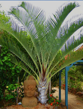 Palm Tree in Triangle Logo - Triangle Palm. Palm trees. Palm, Palm trees