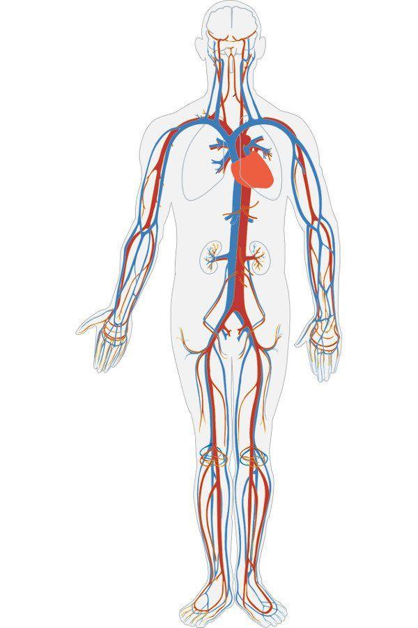Blue and Red Body Logo - Is Blood Blue? Why Does Human Blood in Veins Look Blue?