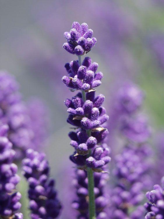 Lilac & Lavender Logo - Sequim Lavender Plants: Lavandula Angustifolia - Victor's Lavender ...