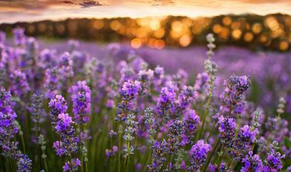 Lilac & Lavender Logo - Alan Titchmarsh's tips on growing lavender in your garden | Express ...