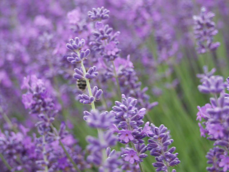 Lilac & Lavender Logo - Sequim Lavender Plants: Lavandula Angustifolia - Victor's Lavender ...