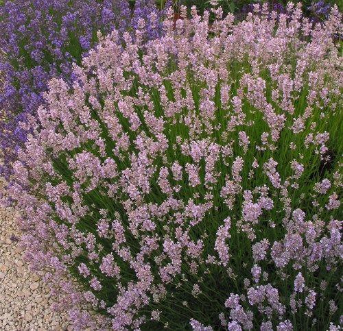 Lilac & Lavender Logo - How to Succeed with Lavender - Rare Plant Fair