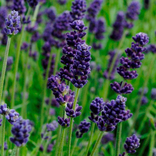 Lilac & Lavender Logo - Lavender Seeds | 9 Lavenders | Perennial Flower Seeds