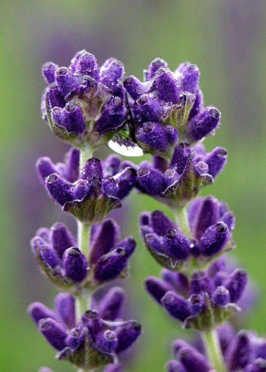 Lilac & Lavender Logo - Sequim Lavender Plants: Lavandula Angustifolia - Victor's Lavender ...