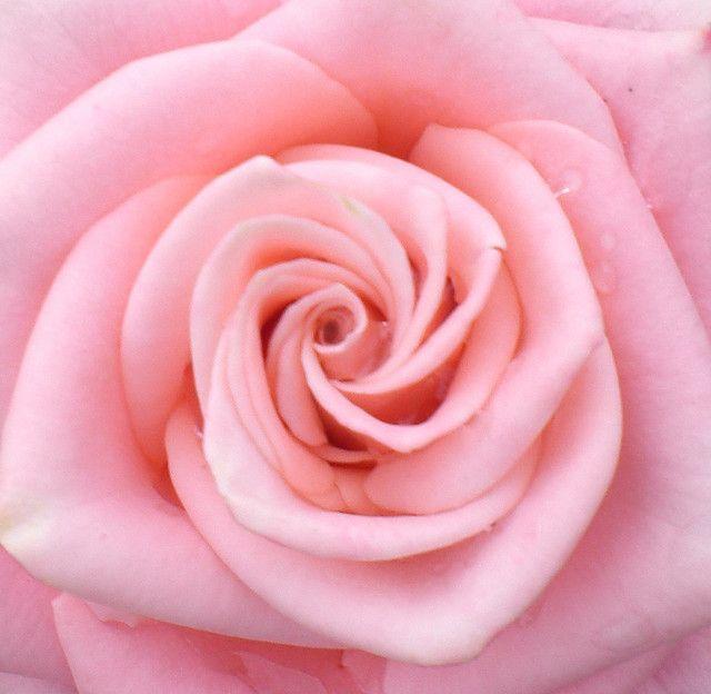 I Seek You Flower Logo - Pink Rose | Roses | Colorful roses, Pink roses, Rose