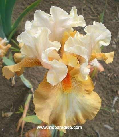 I Seek You Flower Logo - Iris 'I Seek You'. Iris. Iris, Bearded iris and Iris