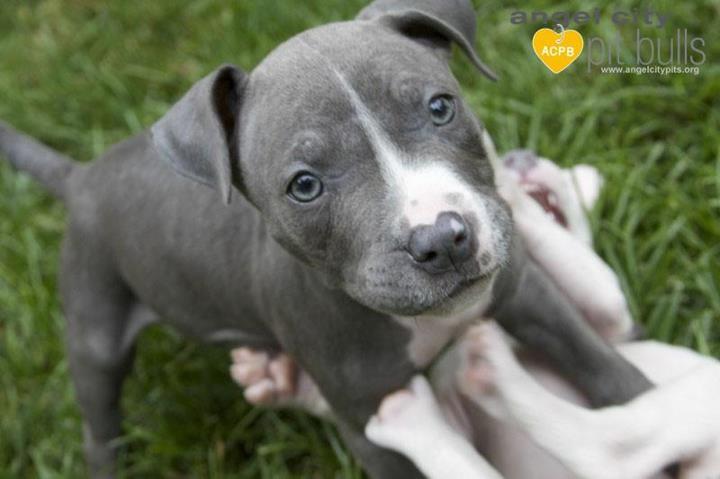 Light Blue Dog Logo - Baby Blue. Angel City Pit Bulls. Los Angeles Dog Rescue