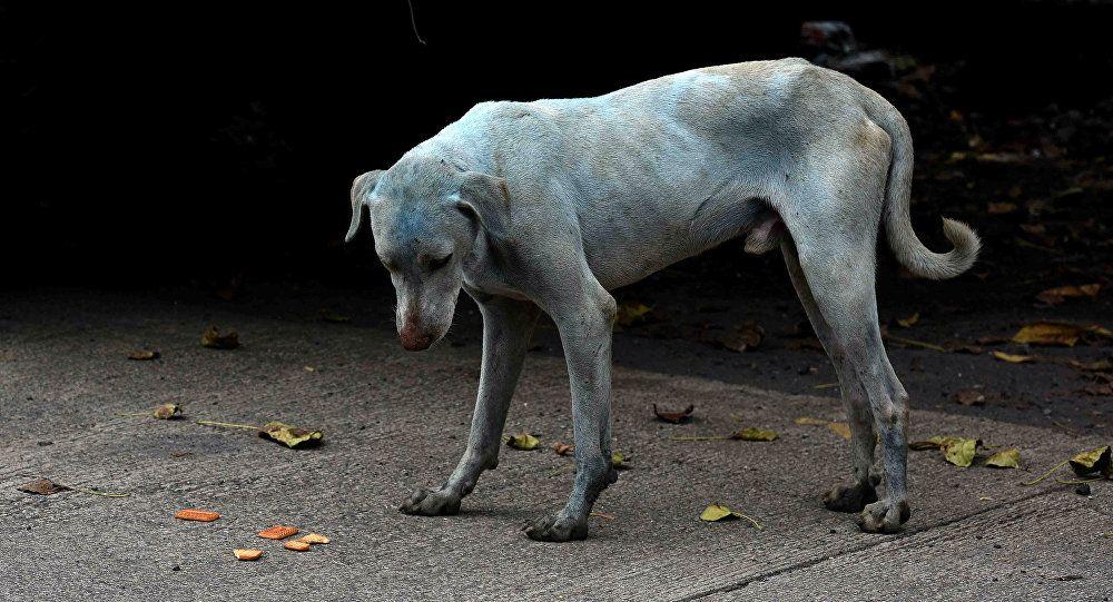 Light Blue Dog Logo - Dogs in Mumbai are Turning Blue, Blind, Thanks to Industrialization ...