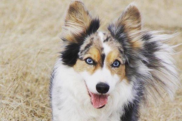 Light Blue Dog Logo - Dogs With Blue Eyes: Meet These 6 Dog Breeds