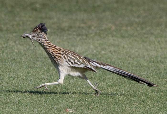 Roadrunner Bird Logo - Roadrunner - Bird - Geococcyx californianus - DesertUSA