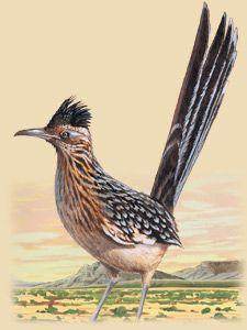 Roadrunner Bird Logo - Roadrunner Facts, Photos, and Information