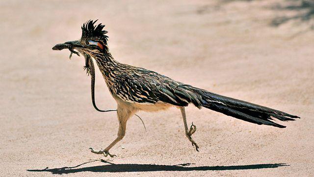 Roadrunner Bird Logo - BBC Radio 4 - Tweet of the Day, Greater Roadrunner