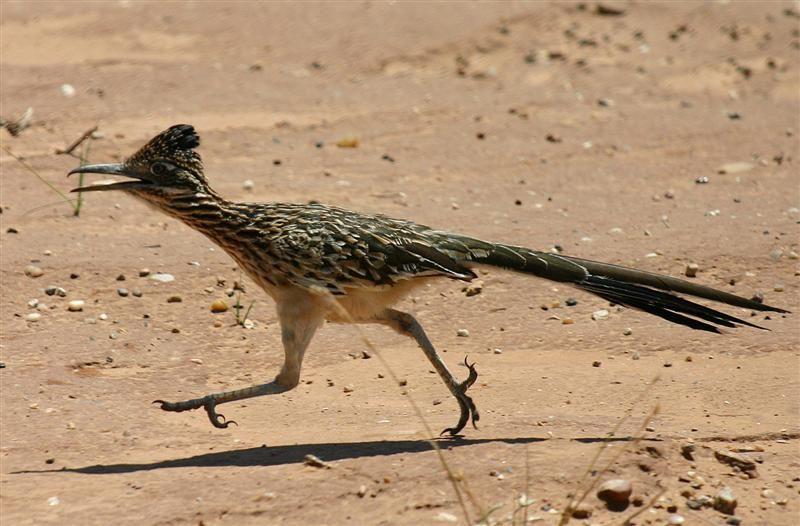 Roadrunner Bird Logo - The roadrunner bird | Monkeyland Primate Sanctuary, Plettenberg Bay ...