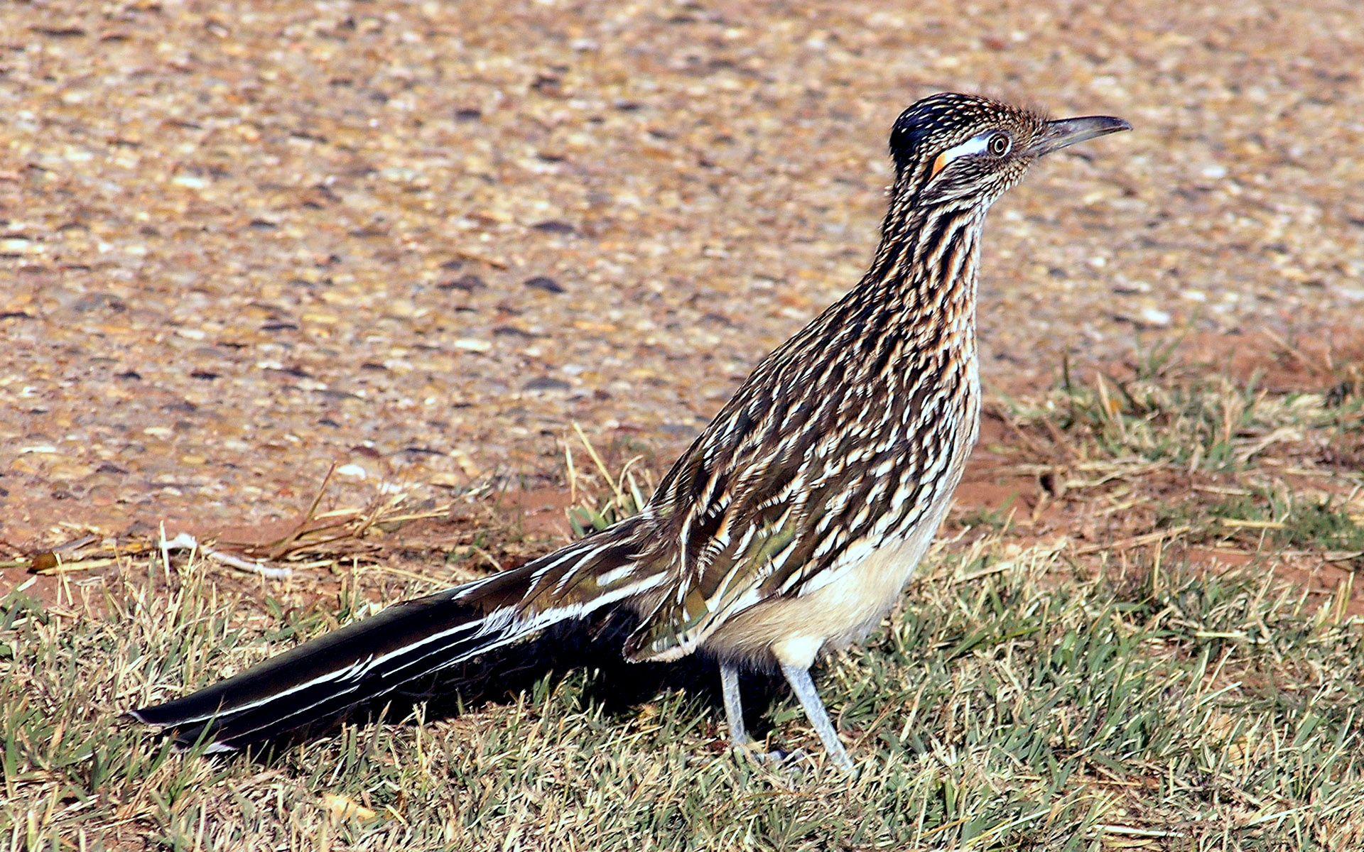 Roadrunner Bird Logo - Greater roadrunner