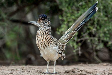 Roadrunner Bird Logo - Fun Facts About Roadrunners - Bird Trivia