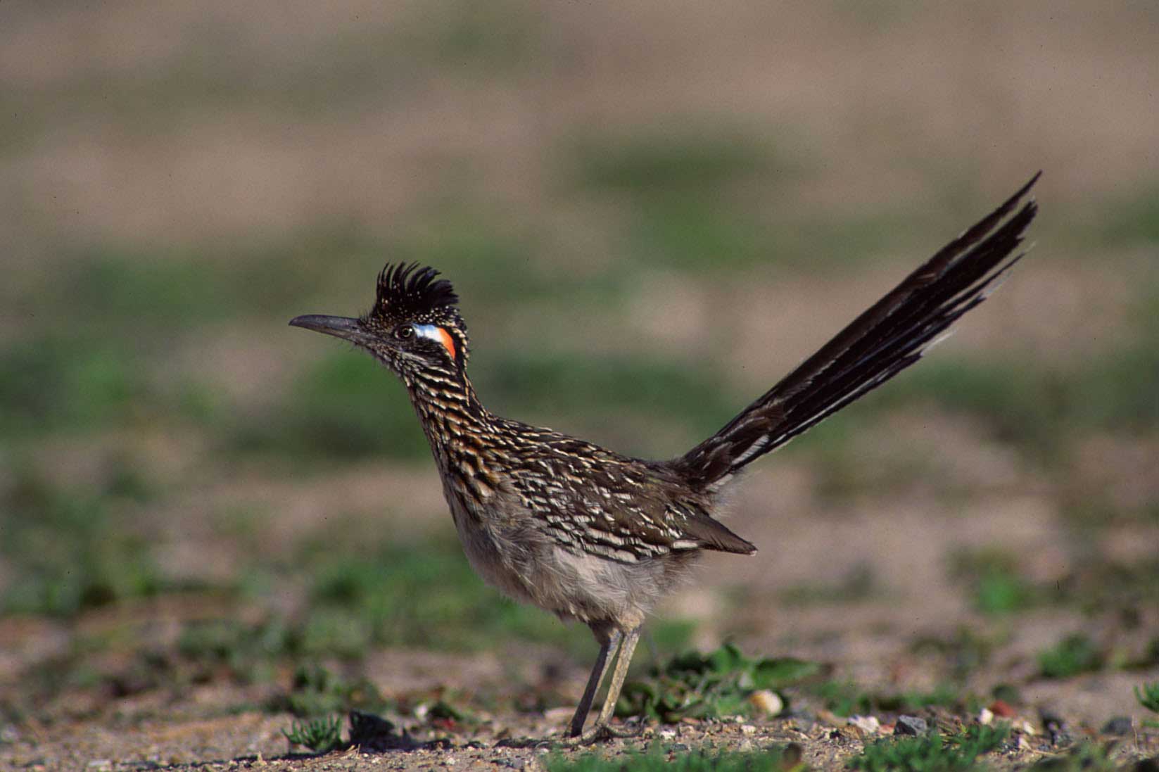 Roadrunner Bird Logo - Greater Roadrunner (Geococcyx californianus)