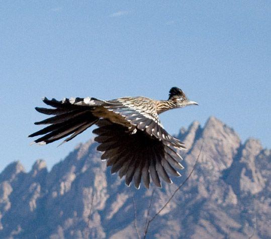 Roadrunner Bird Logo - New Mexico State Bird | Roadrunner