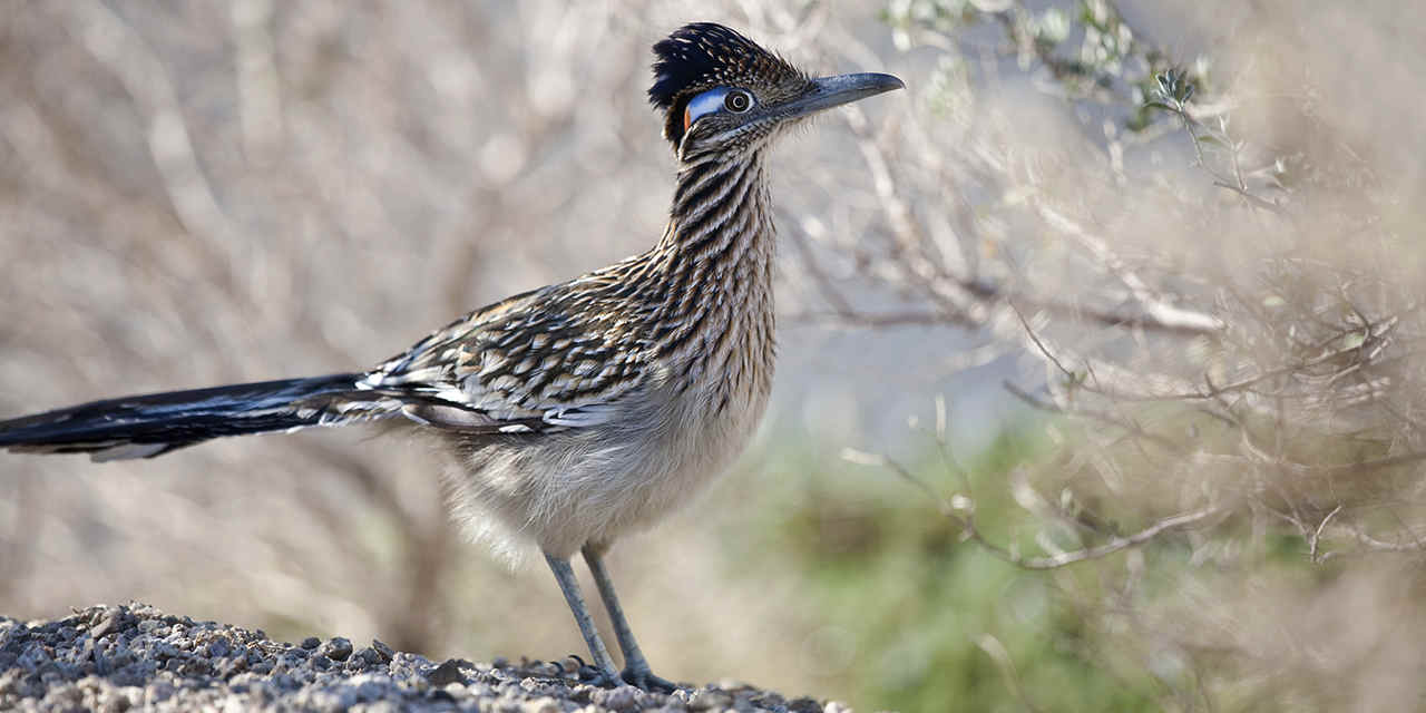 Roadrunner Bird Logo - Greater Roadrunner