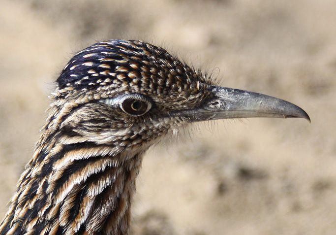 Roadrunner Bird Logo - Greater Roadrunner Photos - Smithsonian Migratory Bird Center