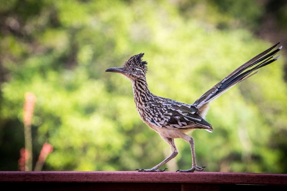 Roadrunner - Bird - Geococcyx californianus - DesertUSA