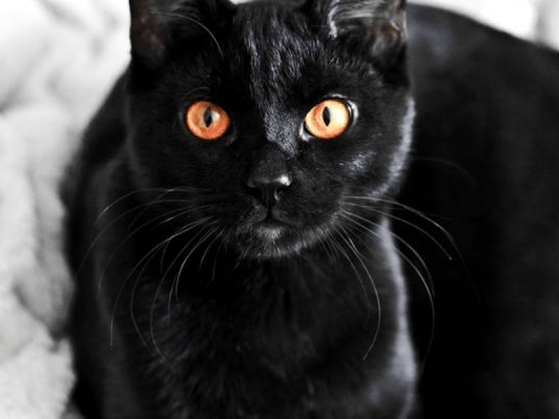 Orange and Black Cat Logo - Lost Black Cat With Orange Eyes | Iowa City, IA Patch