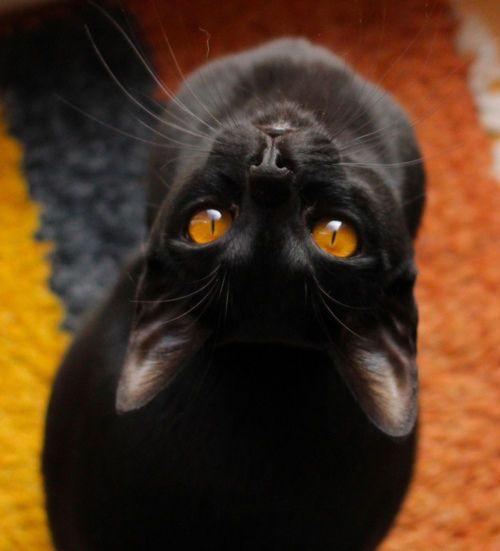 Thing Black with Orange Eyes Logo - Black Cat With Orange Eyes Picture, Photo, and Image for Facebook