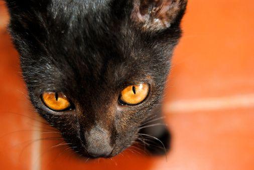 Thing Black with Orange Eyes Logo - Black Cat Orange Eyes | Care2 Healthy Living
