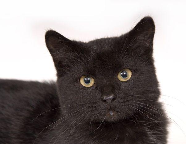 Thing Black with Orange Eyes Logo - Why do some black cats have orange eyes? - Quora