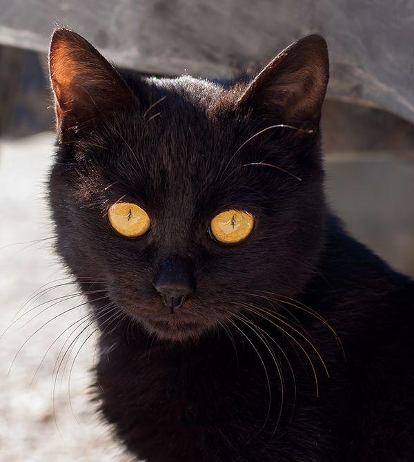 Thing Black with Orange Eyes Logo - Get to Know the Bombay: A Mini Panther With a Charming Nature