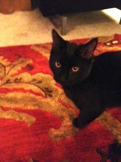 Thing Black with Orange Eyes Logo - Found: Black Cat with Orange Eyes in Dearborn, MI - Michigan Humane ...