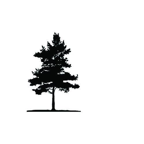 Black Pine Tree Logo - BlacktreeMusic | Blacktree Music | Free Listening on SoundCloud