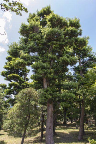 Black Pine Tree Logo - What Is A Japanese Black Pine: Learn About Japanese Black Pine Care ...
