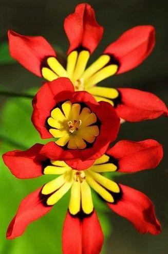 Red Yellow-Green Flower Logo - Red Yellow Green Flower Macro. Red Yellow Green