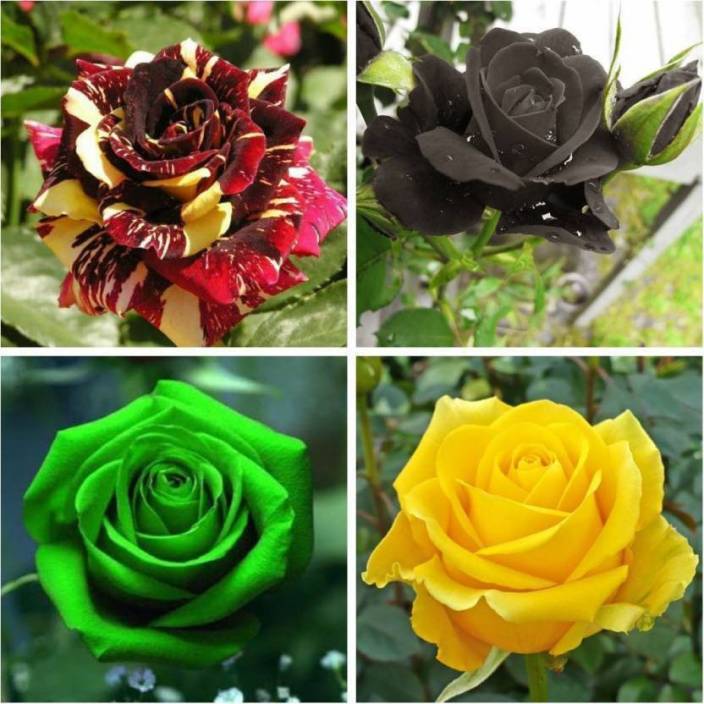 Red Yellow-Green Flower Logo - saaheli Gardens Rare Exotic Rose Flower Seeds Combo Yellow