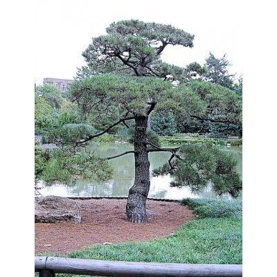 Black Pine Tree Logo - Japanese Black Pine Tree Seeds | Pinus Thunbergii
