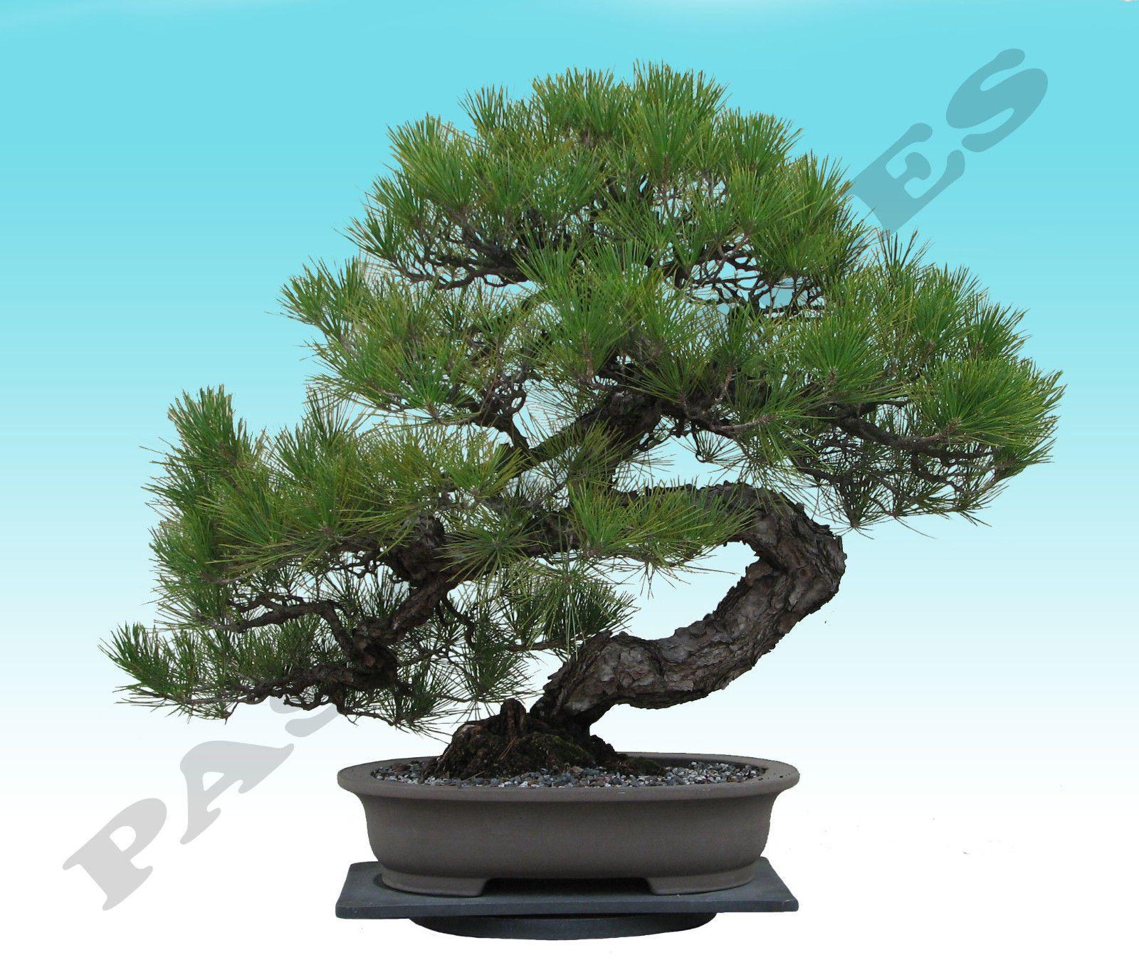 Black Pine Tree Logo - RARE Japanese Black Pine Bonsai Tree Seeds, Bonsai Pine Tree Seeds ...