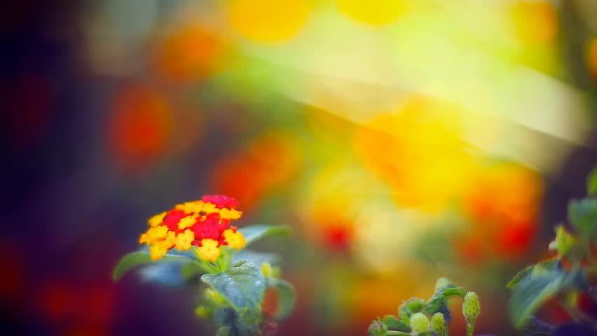 Red Yellow-Green Flower Logo - Cinemagraph Loop - red and yellow flowers on… - Royalty Free Video