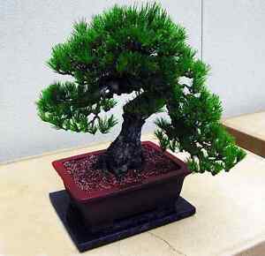 Black Pine Tree Logo - JAPANESE BLACK PINE TREE (Pinus thunbergii) *20 SEEDS* A MUST HAVE ...