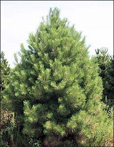 Black Pine Tree Logo - ISU Forestry Extension - Tree Identification: Austrian Pine (Pinus ...