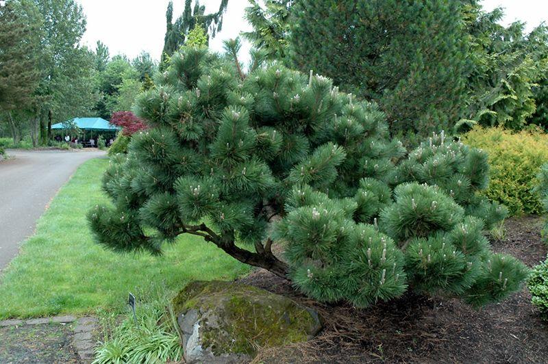 Black Pine Tree Logo - Thunderhead Japanese Black Pine | Calloway's Nursery