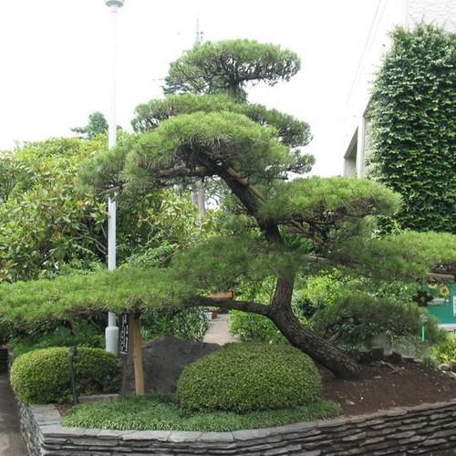 Black Pine Tree Logo - Japanese Black Pine Tree Seeds (Pinus thunbergii) – Under The Sun Seeds