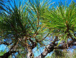Black Pine Tree Logo - Japanese Black Pine: A Pine Worth Planting | Triangle Gardener Magazine