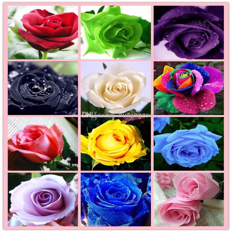 Red Yellow-Green Flower Logo - Hot Sale Rose Seeds Rainbow Purple Red Black White Pink Yellow Green