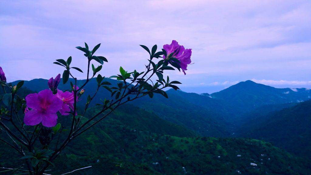 Pink and Blue Mountain Water Logo - Over Yonder in the Blue Mountains of Jamaica