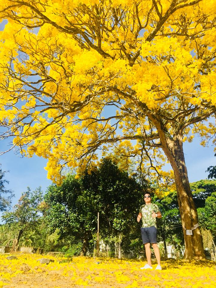 Yellow Tree Fashion Logo - Fascinating Yellow Tree in Central Mindanao University, Bukidnon