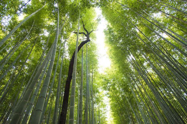 Famos Black Tree Logo - Background of arashiyama bamboo forest and black tree the famous ...