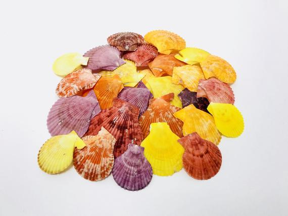 Red and Yellow Seashell Logo - Pecten nobilis shell yellow shell red shell purple shell | Etsy