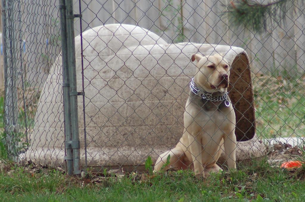 Igloo Dogs Logo - Which Are The Benefits And Downsides of an Igloo Dog House ...